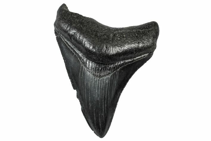 Serrated, Fossil Megalodon Tooth - South Carolina #301832